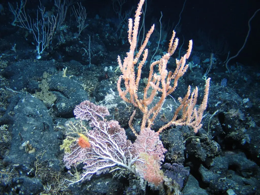 deep sea coral