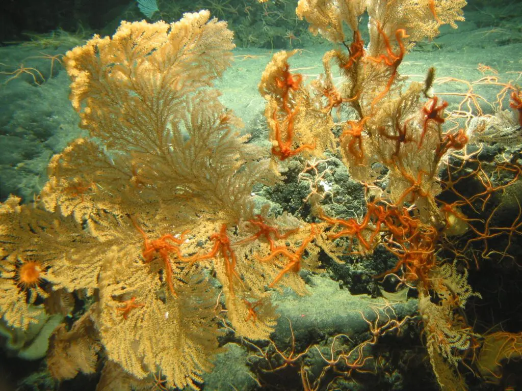 deep sea coral
