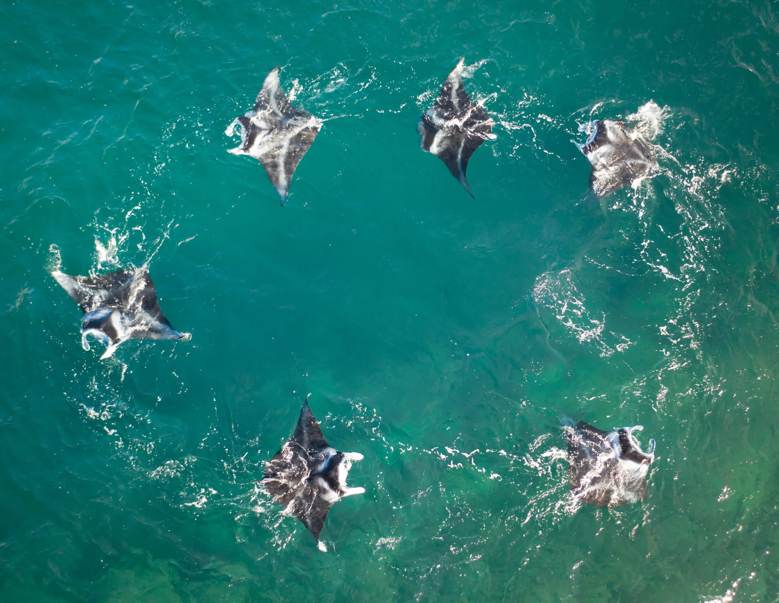 Manta rays in Hawaii