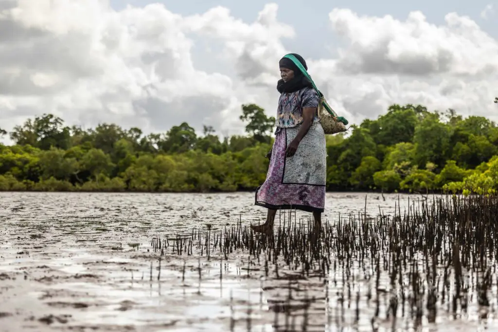 A women walking through the water and mangroves
