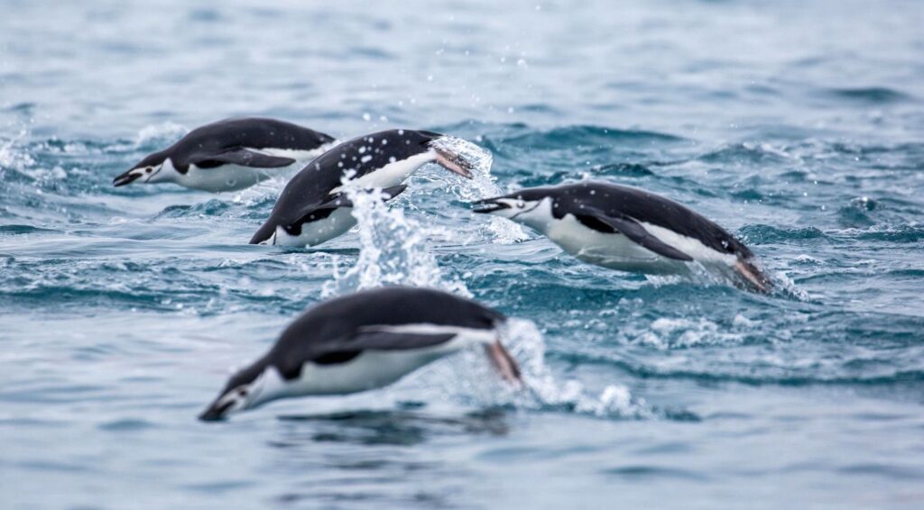 Penguins swimming