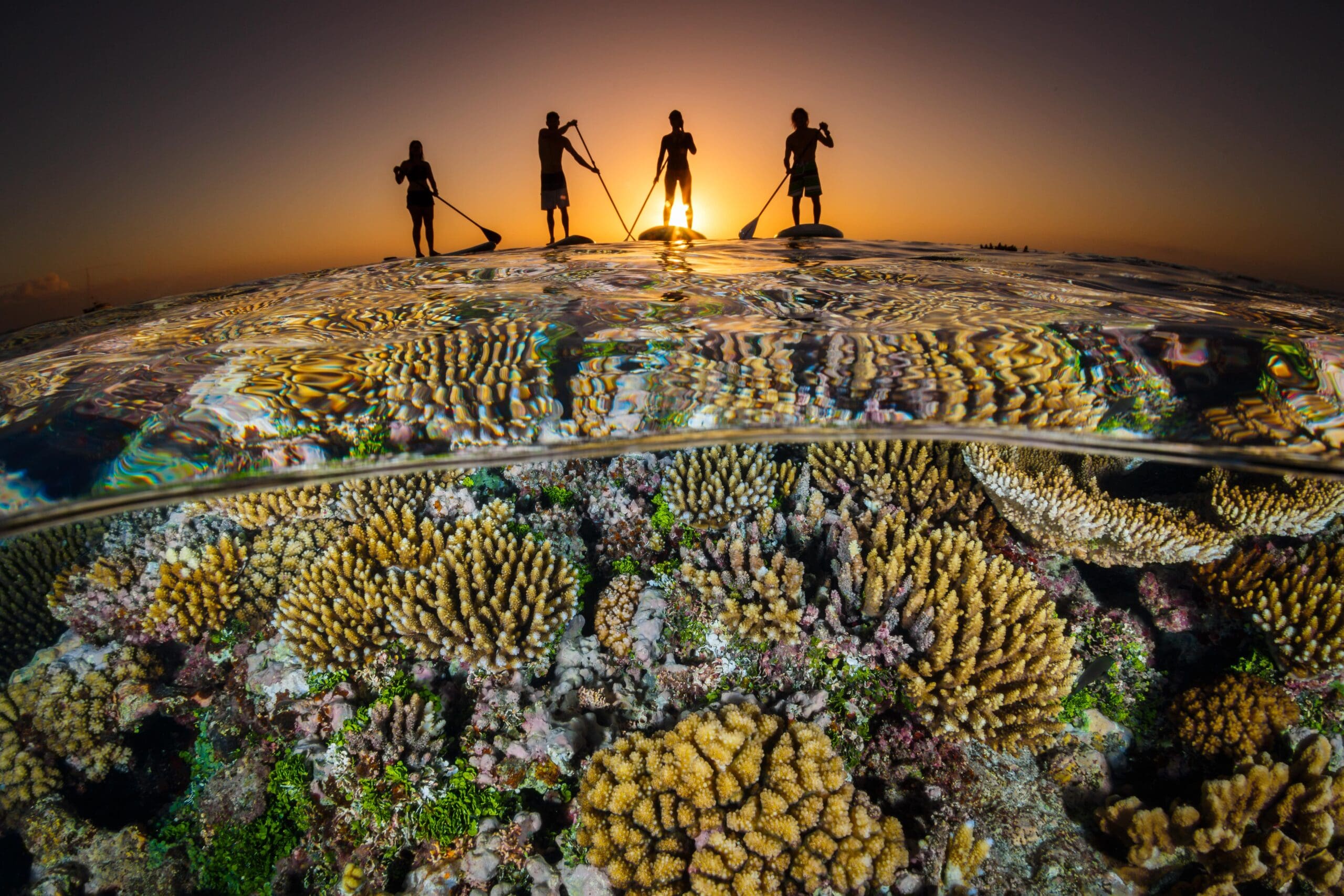 30x30 in the ocean: Reflecting on 2025 ocean protection progress